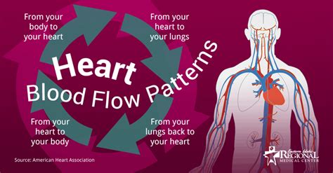 Importantof The Heart Circulatory System