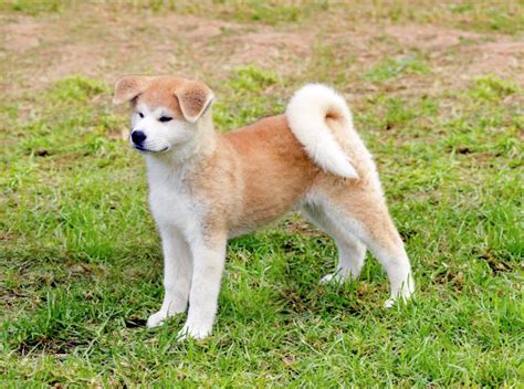 39 Akita Mixes: Favorite Akita Mixed Breeds (w/ Images)!