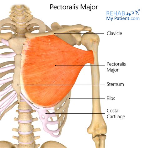 Pectoralis Major On Women : Pectoralis Minor Pain and Trigger Point ...