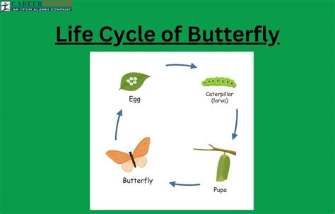 Life Cycle of a Butterfly - All Four Stages Explained