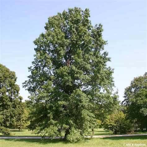 Pin Oak Trees for Sale at Arbor Day's Online Tree Nursery - Arbor Day ...