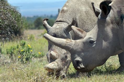 30 South African white rhino relocated to Rwanda in a Boeing 747