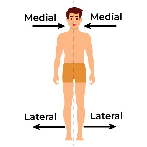 Difference Between Medial and Lateral - GeeksforGeeks