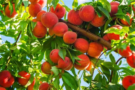 How To Grow A Peach Tree | Lawn.com.au