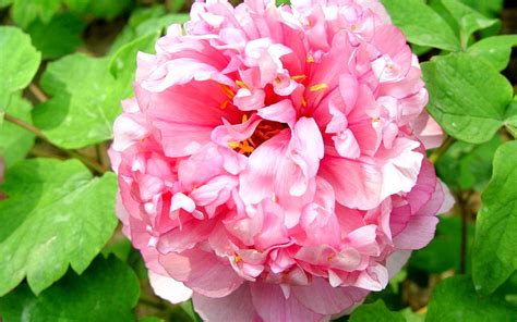 Romantic Flowers: Peony Flower