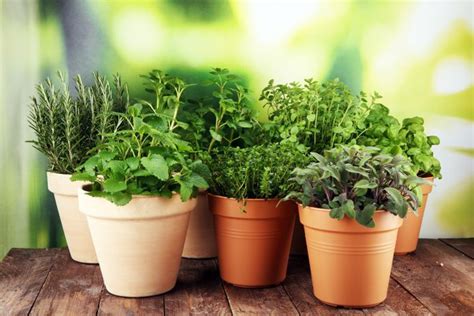 Herbs that you can grow indoors - Kids Do Gardening