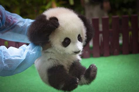 Baby panda photos: Cub born in Malaysia makes her debut