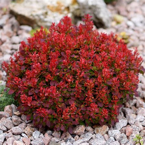 Buy barberry Berberis thunbergii 'Lutin Rouge (PBR)' | Pflanzen ...