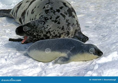 Hooded Seal, Cystophora Cristata, Mother With Pup Standing On Icefield ...