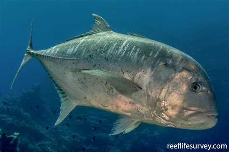 Caranx ignobilis - Giant Trevally | ReefLifeSurvey.com