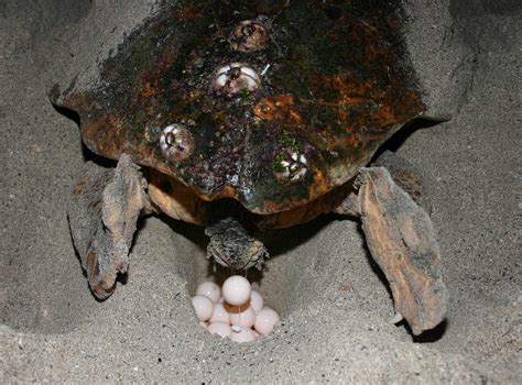 Loggerhead turtle laying eggs | Females typically return to … | Flickr