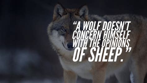 105 Inspirational Quotes About Wolves And Strength (Best)