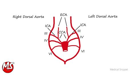 Aortic Arches - Embryology in 2 minutes - YouTube