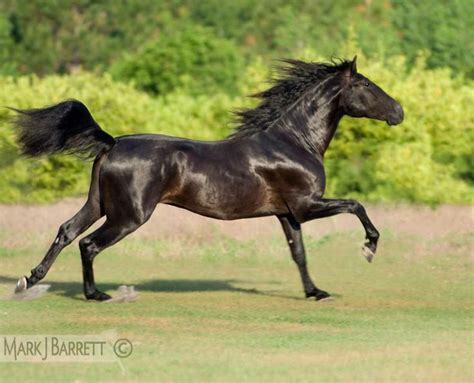 Black Andalusian stallion | Horses, Andalusian horse, Beautiful horses