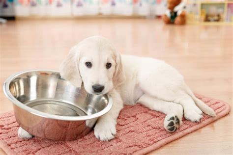 🦴 Best Food for Golden Retriever Puppy in 2020 🦴 GoodPuppyFood