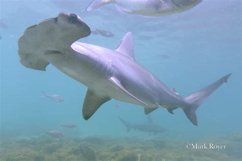 Great Hammerhead Shark Size