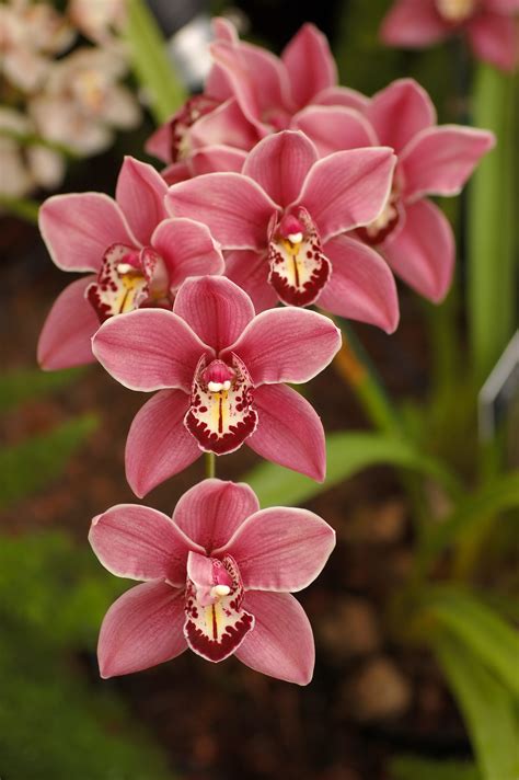 Types of Orchids and How to Grow Them