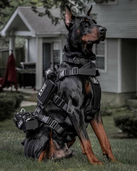 Pin by Galyna Kifyak on Собаки. | Doberman puppy, Doberman pinscher dog ...