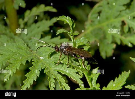 Ichneumon fly sp Stock Photo - Alamy