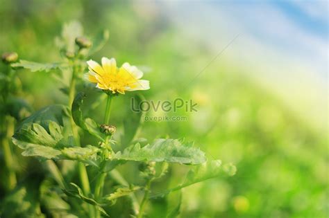 Wild flowers in spring creative image_picture free download 501169910 ...