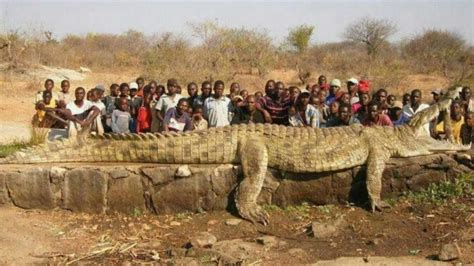 People Eaten By Crocodiles