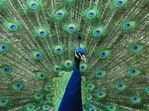 Peacock Symbolism, Dreams, and Messages - Spirit Animal Totems