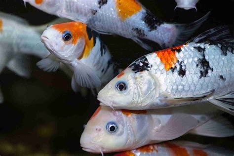 How Long Do Koi Fish Live? Lifespan, Care, And More