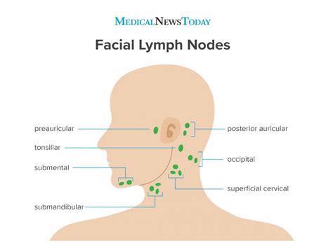 Understanding Lymph Nodes Behind the Ear: Functions, Swelling, and Tre