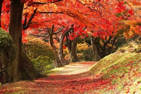 Seasonal News: Autumn Foliage Forecast | EN-SERVICE | Japan Weather ...