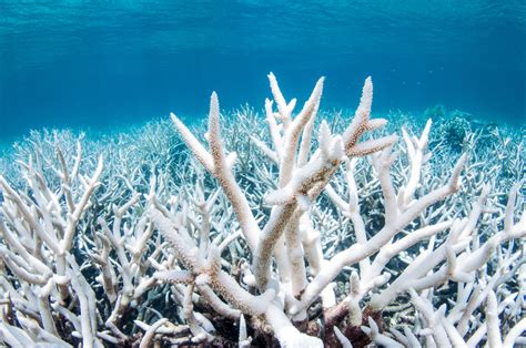 What Causes Coral Bleaching, and Can Our Reefs Recover?