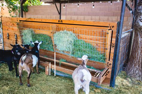 The BEST Goat Feeder for adults & babies! - Weed 'em & Reap