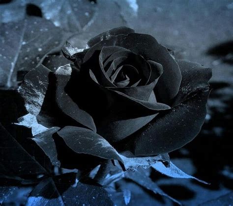 Aggregate more than 63 beautiful black rose wallpaper hd latest - in ...