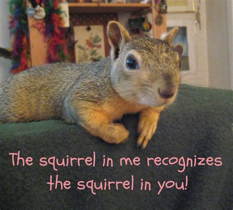 Squirrel Nut Funny Quotes. QuotesGram