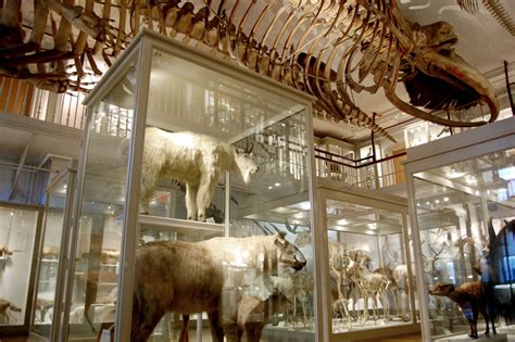 Great Mammal Hall at Harvard Museum of Natural History – WONDERLAND