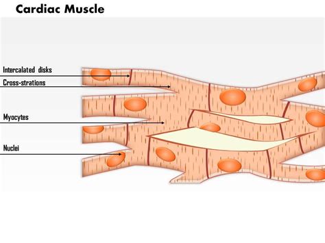 0614 Cardiac Muscle Medical Images For Powerpoint | PowerPoint ...