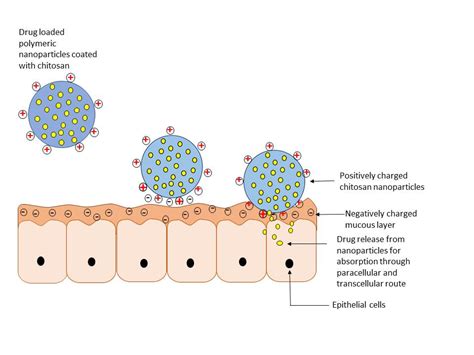 Pharmaceutics | Free Full-Text | An Overview of Chitosan Nanoparticles ...