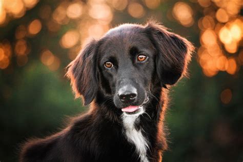 15 Best Dog Photography Tips (For Perfect Pet Portraits)