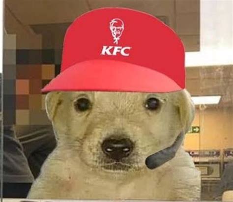 cahorro do kfc | Fotos de animais engraçados, Fotos engraçadas para ...