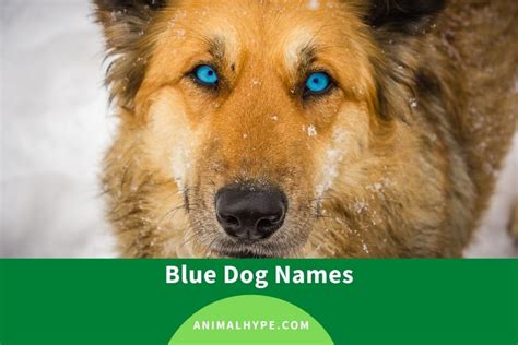 289 Perfect Blue Dog Names for Your Beautiful Pup - Animal Hype