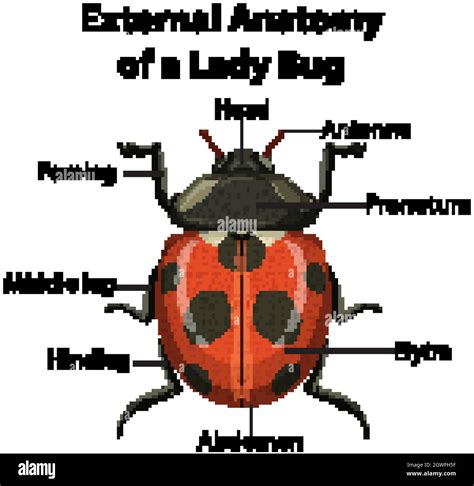 External Anatomy of a Lady Bug on white background Stock Vector Image ...