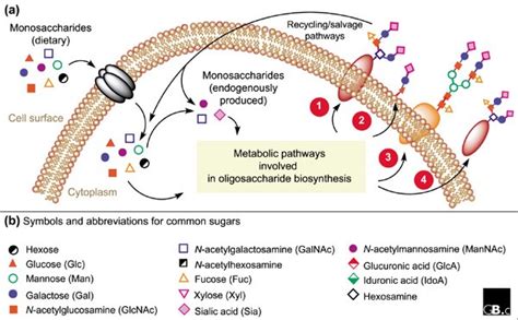 Characterizing glycosylation pathways | Genome Biology | Full Text