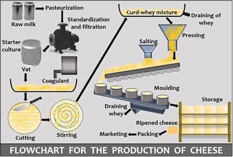 What is Cheese Production? Definition and Production Process - Biology ...