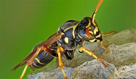 Potter Wasps - Facts, Life Cycle & Habitat Information