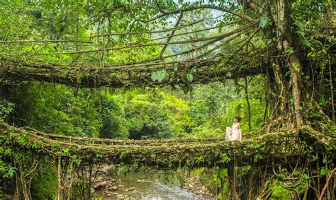 THE LIVING ROOT BRIDGES OF CHERRAPUNJI