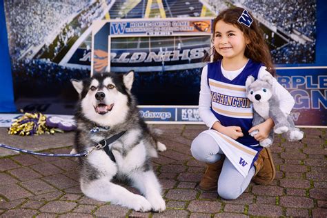 UW Husky mascot 'Dubs' to retire after 2018 football season | KOMO