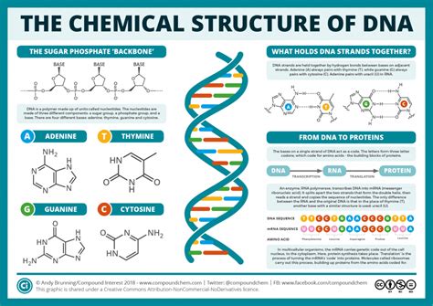 The Chemical Structure of DNA | Compound Interest