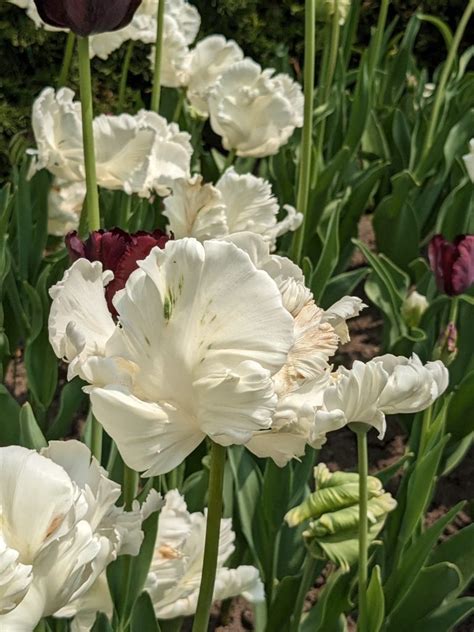 Canadian Tulip Festival - Picture Pathway