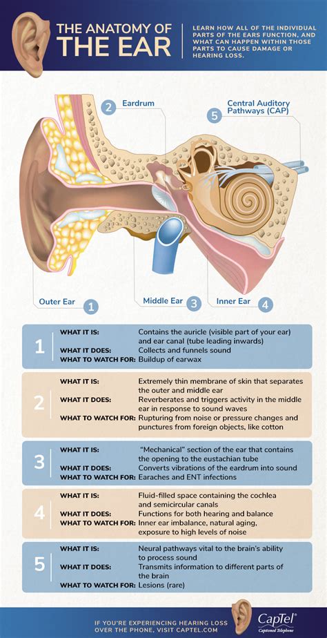 Parts Of The Human Ear And Their Functions