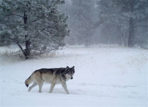 OSP seeks tips in poisoning deaths of 8 Eastern Oregon wolves; groups ...