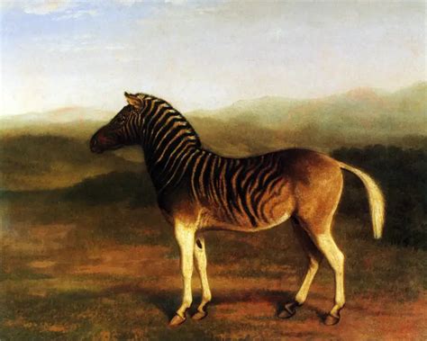 Quagga - Facts, Diet, Habitat & Pictures on Animalia.bio